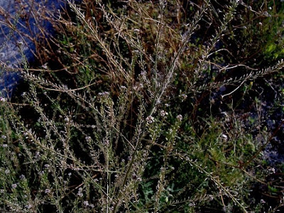 Lepidium graminifolium,
grassleaf pepperweed,
Lepidio graminifoglio,
Tall Pepperwort