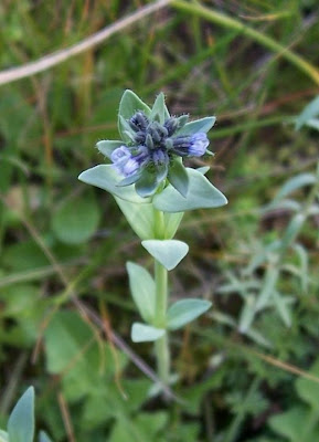 Linaria micrantha,
Linajola minima