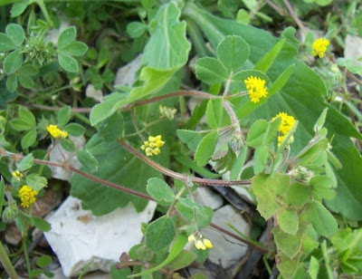 Medicago coronata,
Erba medica coronata