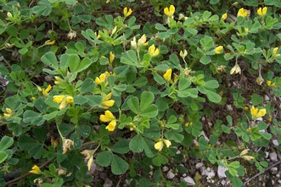 Medicago littoralis,
Erba medica litorale,
Shore Medick,
strand medic,
water medick