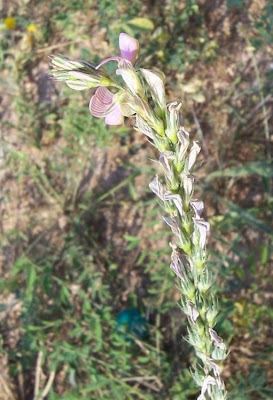 Onobrychis viciifolia,
common sainfoin,
Crocetta,
esparcet,
esparceta,
Fieno-santo,
holy-clover,
Lupinella comune,
pipirigallo,
sainfoin,
sanfeno