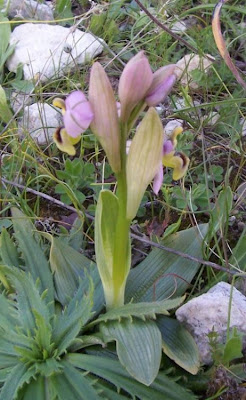 Ophrys tenthredinifera,
Ofride fior di Vespa,
Sawfly Orchid