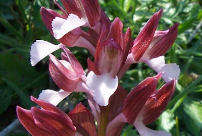 Orchis papilionacea,
Orchide a farfalla,
Pink Butterfly Orchid