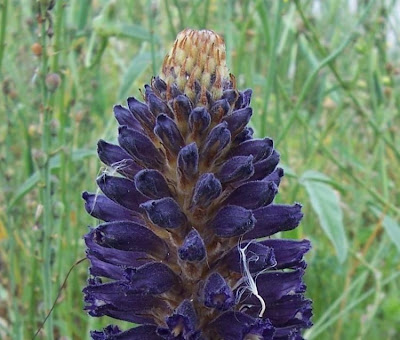 Orobanche lavandulacea,
erva-toura,
Lavender Broomrape,
Succiamele della Psoralea