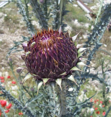 Onopordum illyricum,
cardo-ilírico,
Illyrian cottonthistle,
Illyrian thistle,
Onopordo maggiore