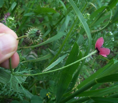 Papaver hybridum,
amapola mestiza,
Bastard-Mohn,
krummborstiger Mohn,
Papavero spinoso,
papoila-peluda,
pavot hybride,
rough poppy,
round pricklyhead poppy,
ziegelroter Mohn