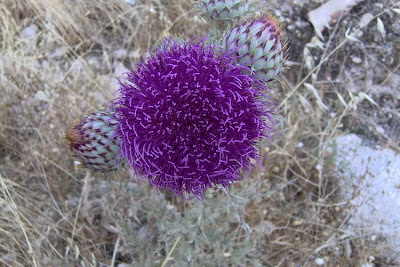 Onopordum illyricum,
cardo-ilírico,
Illyrian cottonthistle,
Illyrian thistle,
Onopordo maggiore