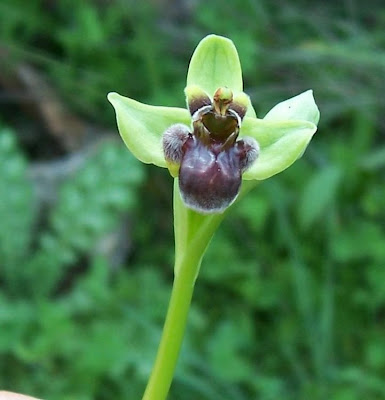 Ophrys bombyliflora,
Bumble Bee Orchid,
Ofride fior di Bombo