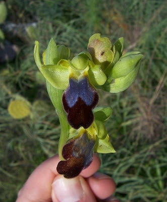 Ophrys fusca,
Ofride scura,
Sombre Bee Orchid