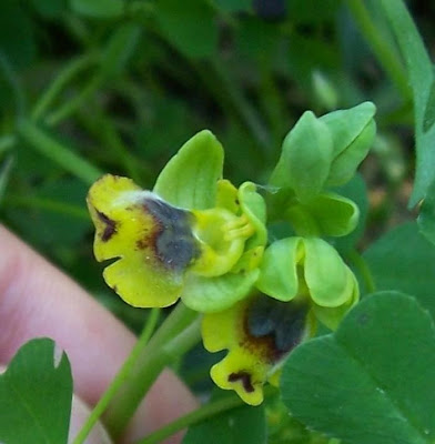 Ophrys lutea,
Ofride gialla,
Yellow Bee Orchid