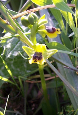 Ophrys lutea,
Ofride gialla,
Yellow Bee Orchid