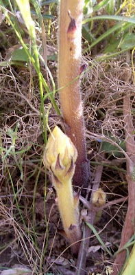 Orobanche crenata,
bean broomrape,
Carnation Scented Broomrape,
erva-toura,
jopo,
Lupo di Fave,
orobanche chevelue,
penachos,
Succiamele delle Fave