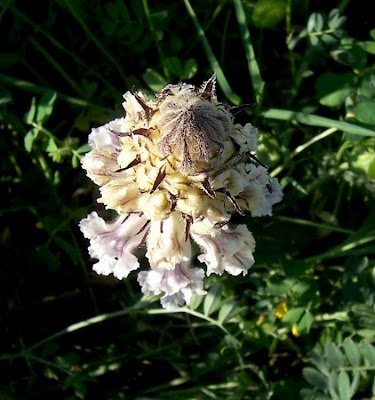 Orobanche crenata,
bean broomrape,
Carnation Scented Broomrape,
erva-toura,
jopo,
Lupo di Fave,
orobanche chevelue,
penachos,
Succiamele delle Fave