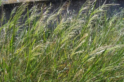 Oryzopsis miliacea,
Miglio multifloro,
Smilo Grass