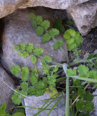 Tordylium apulum,
Mediterranean hartwort,
Ombrellini pugliesi