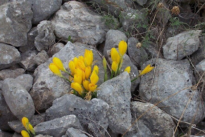 Sternbergia lutea,
lily-of-the-field,
winter daffodil,
winter-daffodil,
Yellow Star Flower,
Zafferanastro giallo