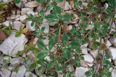 Trifolium scabrum,
rough clover,
Trifoglio scabro
