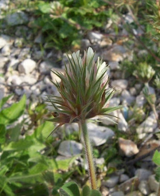 Trifolium stellatum,
star clover,
starry clover,
Stern-Klee,
trevo-estrelado,
Trifoglio stellato,
trèfle étoilé,
trébol estrellado