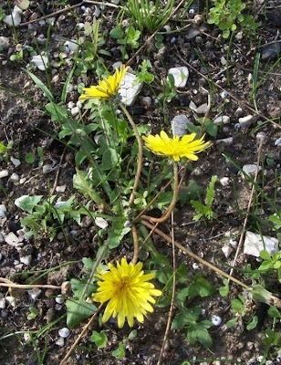 Taraxacum megalorrhizon,
Tarassaco a radice grossa