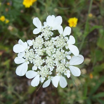 Tordylium officinale,
Ombrellini minori,
Seseli