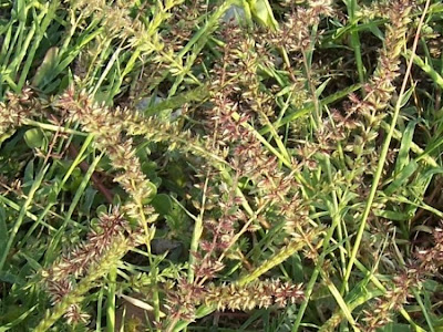 Tragus racemosus,
carretes,
European Bur Grass,
Klettengras,
Lappola,
large carrot-seed grass,
spike bur grass,
stalked bur grass,
stalked burr grass,
tragus à grappes