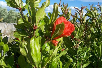 Punica granatum,
granado,
Granatapfelbaum,
Granatapfelstrauch,
grenadier,
mangrano,
Melograno,
pomegranate,
Pomo granato,
romanzeiro,
romeira,
romeira-da-granada,
romã,
romã-de-flor-dobrada,
zakuro