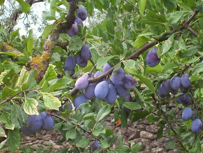 Prunus domestica,
ameixa-comum,
ameixa-européia,
ameixa-japonêsa,
ameixa-preta,
ameixa-roxa,
ameixa-vermela,
European plum,
ou zhou li,
Pruno,
Susino