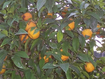 Citrus sinensis,
Apfelsine,
Apfelsinenbaum,
Arancio,
arancio dolce,
blood orange,
laranja doce,
laranja-amarga,
laranja-azeda,
laranja-bigarade,
laranja-da-terra,
laranja-de-sevilha,
laranjeira,
laranjeira doce,
naranja