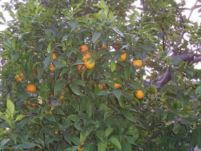 Citrus sinensis,
Apfelsine,
Apfelsinenbaum,
Arancio,
arancio dolce,
blood orange,
laranja doce,
laranja-amarga,
laranja-azeda,
laranja-bigarade,
laranja-da-terra,
laranja-de-sevilha,
laranjeira,
laranjeira doce,
naranja