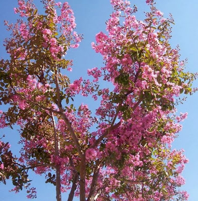 Lagerstroemia indica,
crape myrtle,
crapemyrtle,
crepe myrtle,
crepeflower,
escumilha,
Lagerstremia