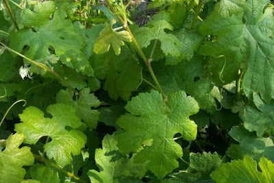 Vitis vinifera,
common grapevine,
echter Weinstock,
European grape,
grape,
grapevine,
Rebe,
Roseinekaerne,
uva,
videira,
Vite comune,
wild grape,
wine grape