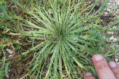 Plantago coronopus,
Barba di Cappuccio,
Buck's Horn Plantain,
buckhorn plantain,
Coronopo,
Erba saetta,
Piantaggine barbarella