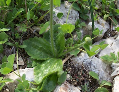 Ranunculus bullatus,
Autumn Buttercup,
Ranuncolo rosulato