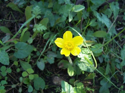 Ranunculus bullatus,
Autumn Buttercup,
Ranuncolo rosulato