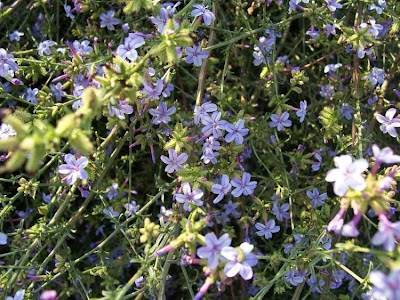 Plumbago europaea,
Caprinella,
Piombaggine,
Plumbago