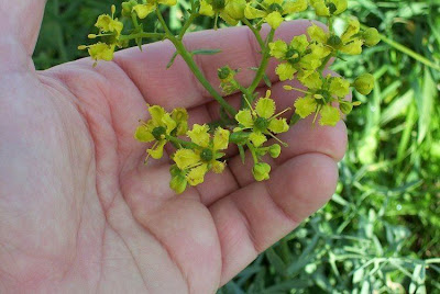 Ruta chalepensis,
fringed rue,
Rue,
Ruta d'Aleppo