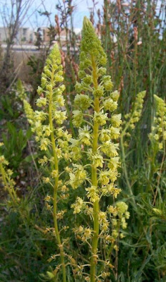 Image of Reseda lutea,
cut-leaf mignonette,
gabarro,
Gelber Wau,
hasadi,
khuzam,
minhonete,
Reseda comune,
reseda-amarela,
reseda-silvestre,
réséda jaune,
wild mignonette,
yellow mignonette Reseda lutea,
cut-leaf mignonette,
gabarro,
Gelber Wau,
hasadi,
khuzam,
minhonete,
Reseda comune,
reseda-amarela,
reseda-silvestre,
réséda jaune,
wild mignonette,
yellow mignonette