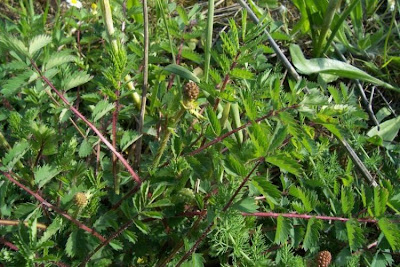 Sanguisorba minor,
Bibinella,
garden burnet,
kleiner Wiesenknopf,
little burnet,
petite pimprenelle,
pimpinela,
pimpinela menor,
pimpinella menor,
pimprenelle,
salad burnet,
Salvastrella minore,
small burnet