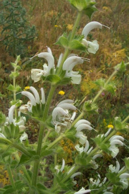 Salvia argentea,
Salvia argentea,
silver sage