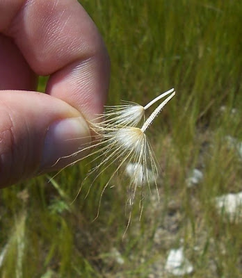 Scorzonera villosa,
Scorzonera spinulosa,
Villous Viper's Grass