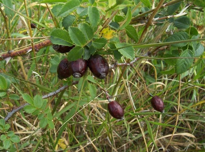 Rosa canina,
common briar,
dog rose,
dogbrier,
eglantier commun,
hondsroos,
Hunds-Rose,
Rosa selvatica comune,
rosier des chiens,
Wild Briar