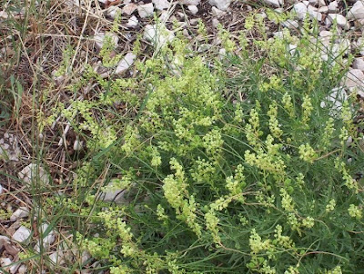 Image of Reseda lutea,
cut-leaf mignonette,
gabarro,
Gelber Wau,
hasadi,
khuzam,
minhonete,
Reseda comune,
reseda-amarela,
reseda-silvestre,
réséda jaune,
wild mignonette,
yellow mignonette Reseda lutea,
cut-leaf mignonette,
gabarro,
Gelber Wau,
hasadi,
khuzam,
minhonete,
Reseda comune,
reseda-amarela,
reseda-silvestre,
réséda jaune,
wild mignonette,
yellow mignonette