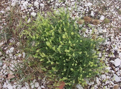 Image of Reseda lutea,
cut-leaf mignonette,
gabarro,
Gelber Wau,
hasadi,
khuzam,
minhonete,
Reseda comune,
reseda-amarela,
reseda-silvestre,
réséda jaune,
wild mignonette,
yellow mignonette Reseda lutea,
cut-leaf mignonette,
gabarro,
Gelber Wau,
hasadi,
khuzam,
minhonete,
Reseda comune,
reseda-amarela,
reseda-silvestre,
réséda jaune,
wild mignonette,
yellow mignonette