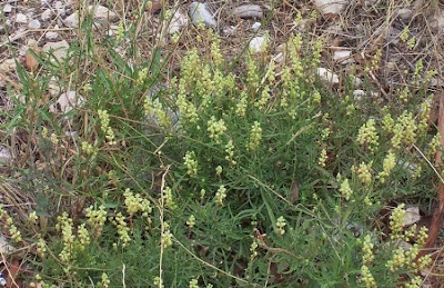 Image of Reseda lutea,
cut-leaf mignonette,
gabarro,
Gelber Wau,
hasadi,
khuzam,
minhonete,
Reseda comune,
reseda-amarela,
reseda-silvestre,
réséda jaune,
wild mignonette,
yellow mignonette Reseda lutea,
cut-leaf mignonette,
gabarro,
Gelber Wau,
hasadi,
khuzam,
minhonete,
Reseda comune,
reseda-amarela,
reseda-silvestre,
réséda jaune,
wild mignonette,
yellow mignonette