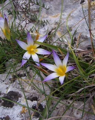 Romulea bulbocodium,
Violet Romulea,
Zafferanetto comune
