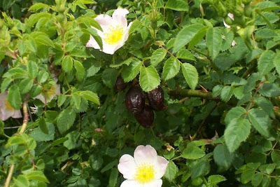 Rosa canina,
common briar,
dog rose,
dogbrier,
eglantier commun,
hondsroos,
Hunds-Rose,
Rosa selvatica comune,
rosier des chiens,
Wild Briar