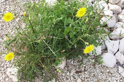 Sonchus tenerrimus,
cerraja menuda,
Fiedrige Gänsedistel,
Grespino sfrangiato,
laiteron délicat,
serralha,
Slender Sow Thistle,
slender sowthistle