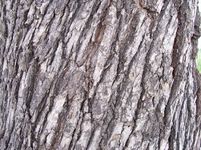 Quercus ilex,
chêne vert,
Elce,
encina,
evergreen oak,
holly oak,
holm oak,
Ilici,
Leccio