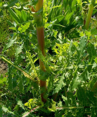 Sonchus asper,
cerraja,
Dornige Gänsedistel,
Grespino spinoso,
laiteron rude,
perennial sowthistle,
prickly sow thistle,
prickly sowthistle,
rough sow thistle,
serralha-comum,
serralha-áspera,
Spiny Leaved Sow Thistle