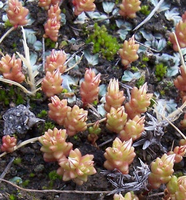 Sedum caespitosum,
Borracina cespugliosa,
Broad Leaved Stonecrop